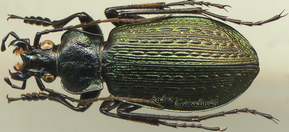 http://www.gorodinski.ru/carabus/Carabus sculpturatus.jpg